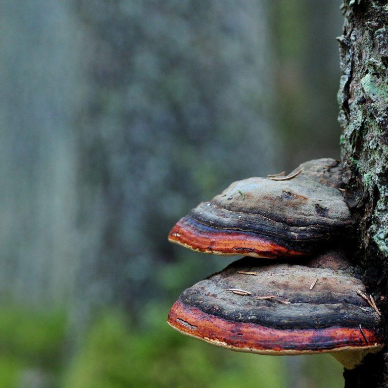 svamp som sitter på en trädstam