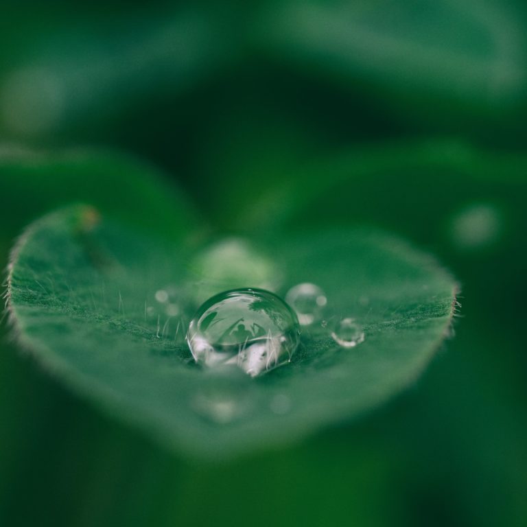 grönt blad med vattendroppe