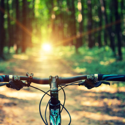 cykelstyre på en skogsstig med solljus