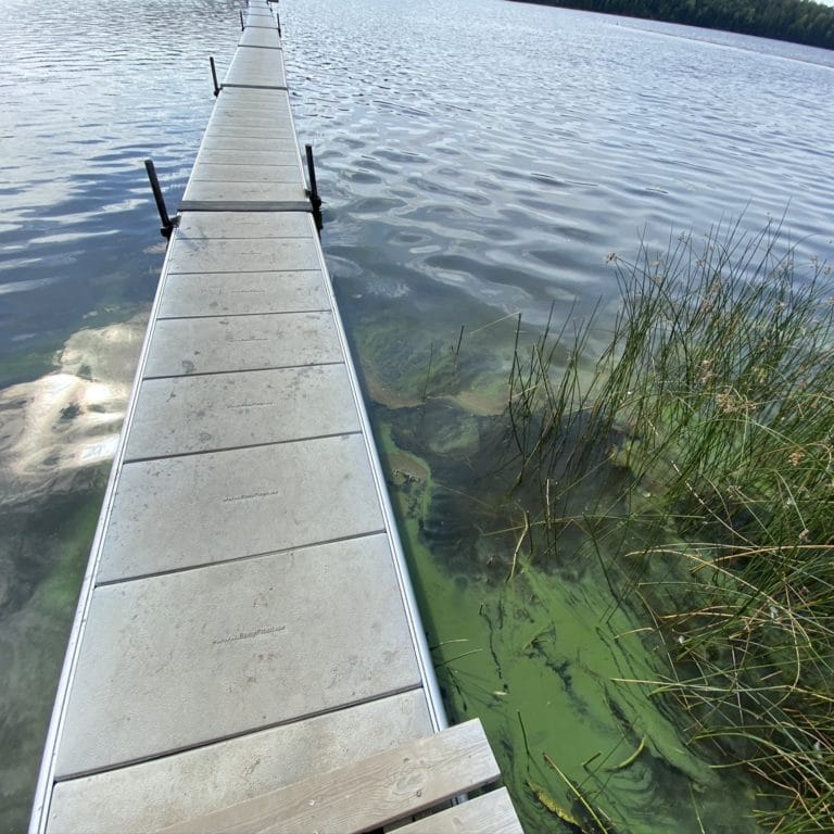 gröna alger i vatten vid brygga