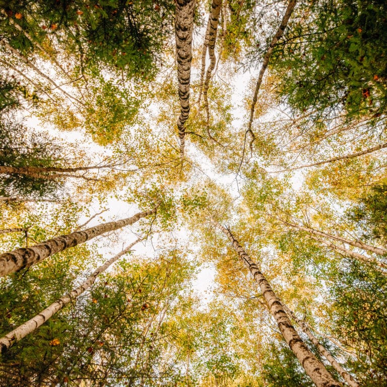 Bild på trädtopparoch blå himmel, taget rakt uppåt.