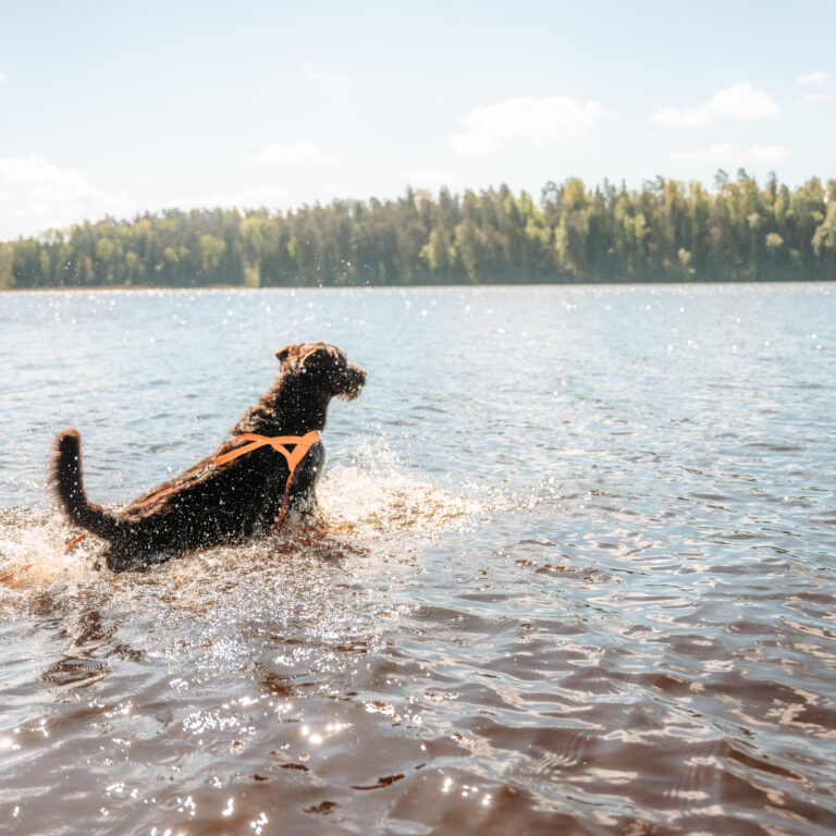 En hund i vattnet som hoppar efter en hundleksak.