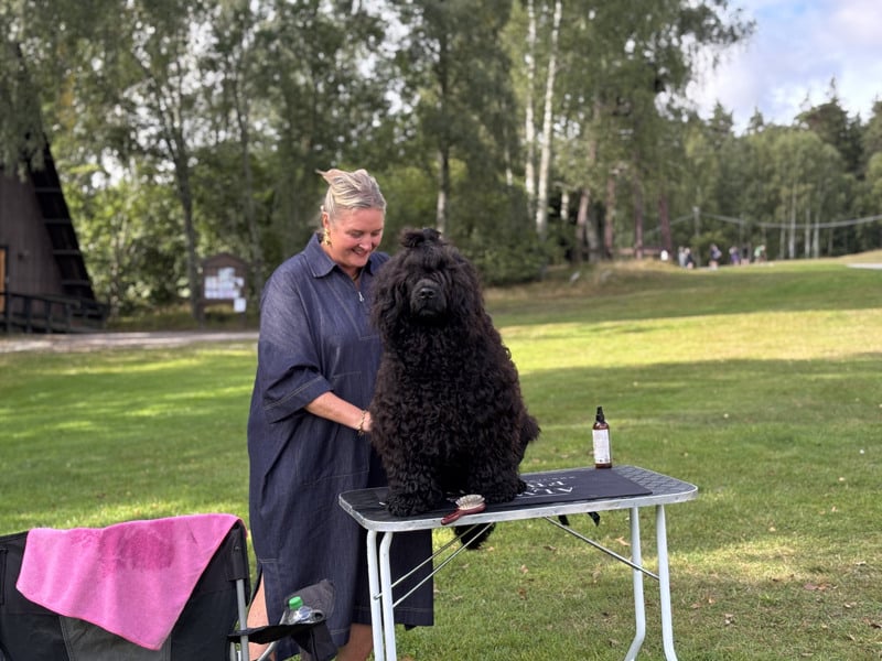 Hundratals hundar samlades på Lida